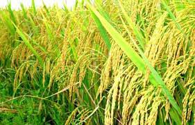 Thuyết minh về cây lúa Việt Nam lớp 9 hay nhất ngắn gọn